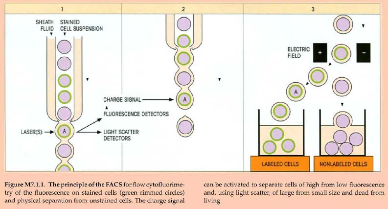 Проточна цитометрија Principles of flow