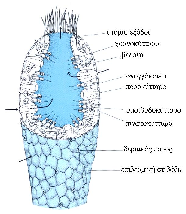 ΣΥΝΟΜΟΤΑΞΙΑ: ΣΠΟΓΓΟΙ ΜΟΡΦΟΛΟΓΙΑ ΓΕΝΙΚΑ ζουν στη θάλασσα προσκολλημένοι σε μικρό βάθος είτε ως μεμονωμένα άτομα, είτε ως αποικίες Εξαίρεση: οικογένεια Spongilidae (γλυκά νερά) απλούστερη μορφή: στάδιο