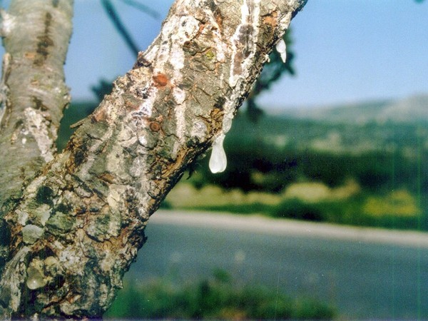 τον οποίο η συγκομιδή γίνεται από όταν ξημερώσει μέχρι πριν τις 10 το πρωί. Μόλις τα λουλούδια μαζευτούν γίνεται διαχωρισμός του στίγματος από το υπόλοιπο λουλούδι.