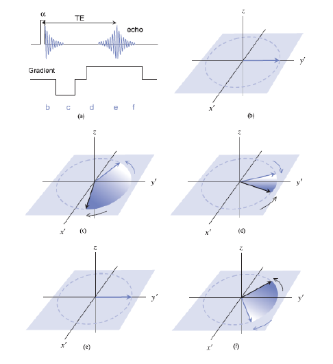 Εικόνα 19. Ακολουθία gradient echo Οι παράγοντες που επηρεάζουν το σήμα σε μια gradient echo ακολουθία είναι οι χρόνοι ΤΕ και TR, καθώς και η γωνία εκτροπής α.