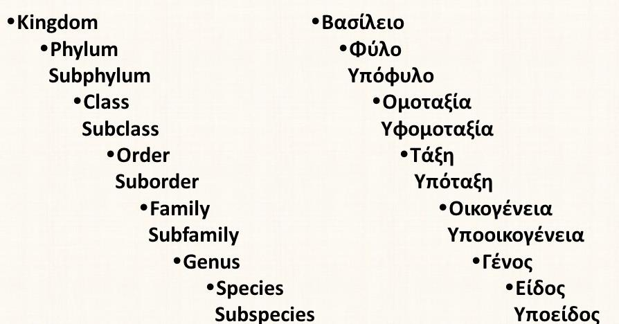 Ταξινόμηση κατά C. Linnaeus Το σύστημα ταξινόμησης κατά τον K. Λινναίο (C.