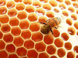 Διαδικασία παραγωγής του μελιού (συνέχεια) Όταν οι μέλισσες επιστρέφουν