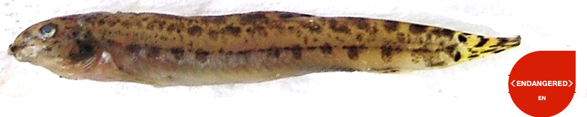 Αυτόχθονα είδη Valencia letourneuxi (Sauvage, 1880) (Ζουρνάς) Ανήκει στην οικογένεια Valenciidae. Είναι ενδημικό είδος της Ιόνιας και της Νότιας Αδριατικής βιογεωγραφικής περιοχής.