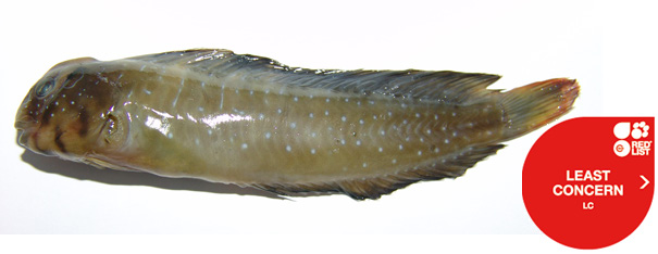 Salmo lourosensis Delling, 2011 (Πέστροφα Λούρου) Το είδος ανήκει στην οικογένεια των Salmonidae και είναι ενδημικό του ποταμού Λούρου.