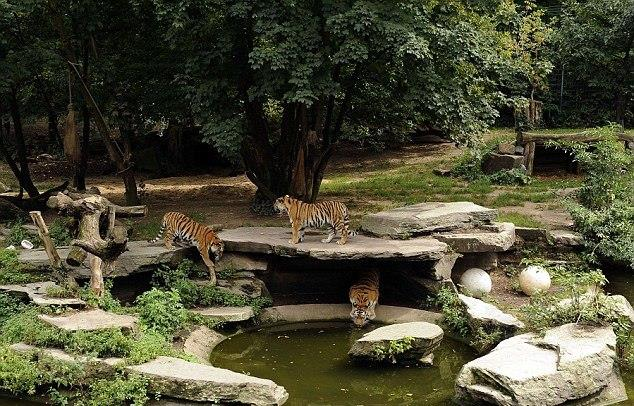 4 Στην φωτογραφία (4) είναι η τίγρης Σιβηρίας στο Melos Zoo park.
