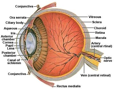 1.3.5) ΣΑΡΩΣΗ ΑΜΦΙΒΛΙΣΤΡΟΗΔΟΥΣ ΧΕΙΤΩΝΑ (RETINA SCAN) Πτυχιακή Εργασία Μαζί με τη σάρωση ίριδας, η σάρωση αμφιβληστροειδούς είναι ίσως οι πιο ακριβής και αξιόπιστη βιομετρική [1] τεχνολογία, όμως