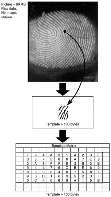 Σχήμα 1.15 Παράδειγμα σχηματισμού ενός προτύπου από ένα δακτυλικό αποτύπωμα Η συσκευή χρησιμοποιεί έναν ιδιαίτερο αλγόριθμο για να εξάγει χαρακτηριστικά κατάλληλα από το βιομετρικό δείγμα.