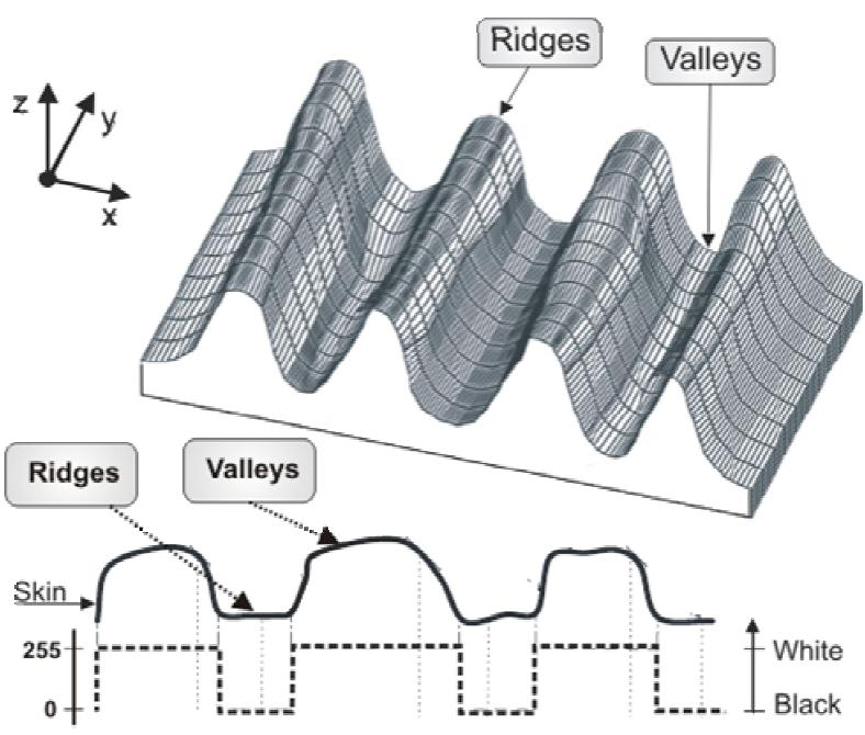 Σχήμα 2.2 Αντιστοίχηση τόνων του γκρι σε παρυφές(ridges) και κοιλάδες (valleys). Στο σχήμα 2.2 παρουσιάζεται ο τρόπος με τον οποίο απεικονίζονται οι παρυφές και οι κοιλάδες σε μία ασπρόμαυρη εικόνα.