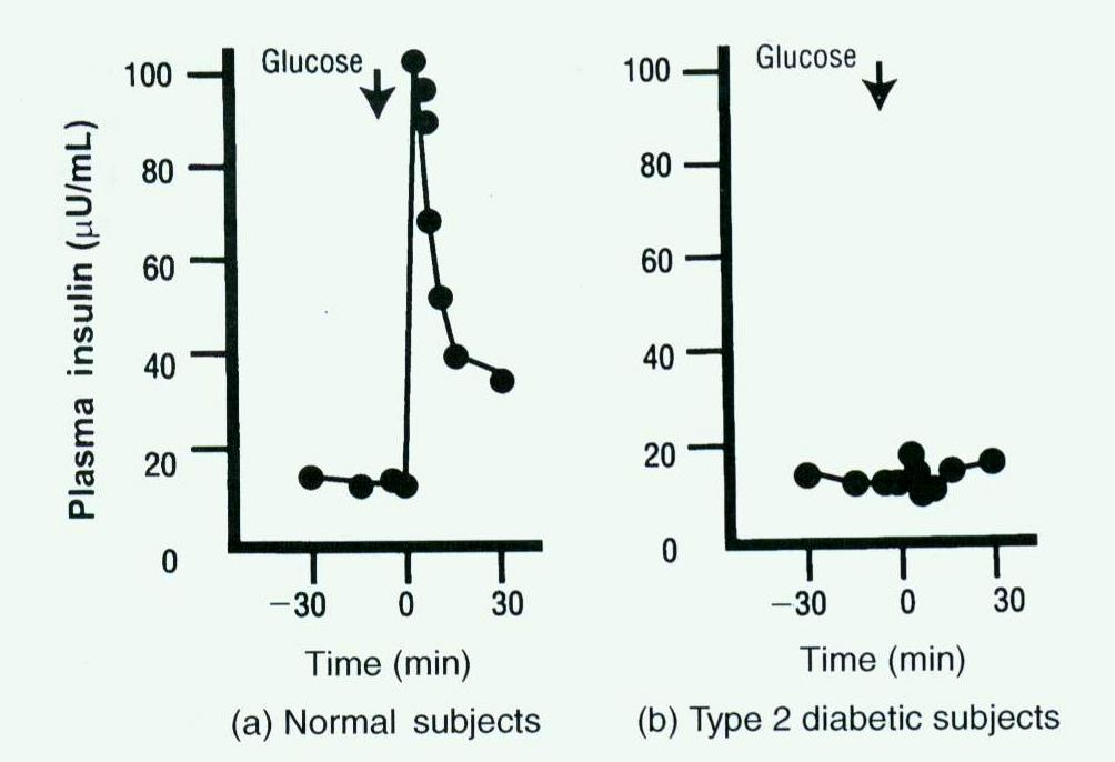Πρώτη φάση έκκρισης ινσουλίνης μετά i.v.