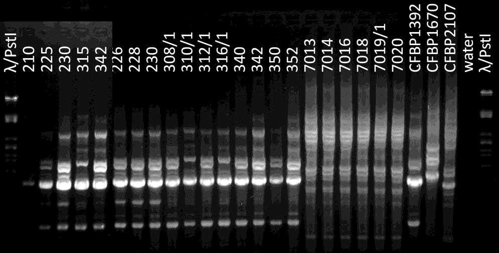 3.3.2 Αποτελέσματα της rep-pcr Τα αποτελέσματα που πάρθηκαν κατά την εφαρμογή των μοριακών δεικτών BOX - PCR, και τα οποία χρησιμοποιήθηκαν για να υπολογιστεί το δενδρόγραμμα παρουσιάζονται στις