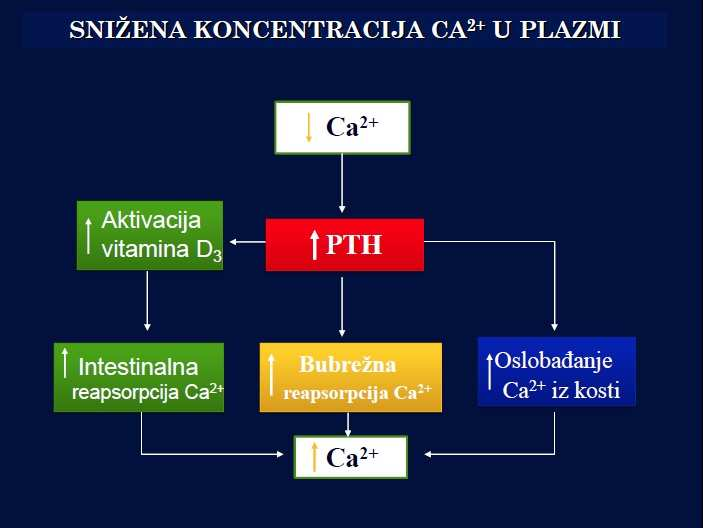 PARATIREIDNI HRMN tireoidna
