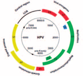 Κλινικό Φροντιστήριο: Η Μοριακή Διαγνωστική στο Σύγχρονο Κλινικό Εργαστήριο Εικόνα 1. Οργάνωση του HPV γονιδιώματος (από [2]).