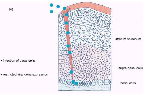 Απαρχή HPV μόλυνσης Επιπολής στιβάδα κερατινοκυττάρων (corneal superficial) [Ενδιάμεση (granular)] Ακανθώδη (spinous) Παραβασική Βασική (+βλαστικά κύτταρα) Ζώνη μεταπλάσεως (transformation zone)