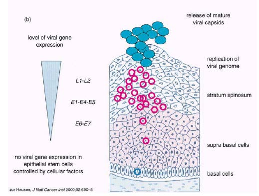 HPV μόλυνση (καλό σενάριο) Σε επισωματική κατάσταση: 1000/κύτταρο «Παραγωγική» μόλυνση