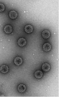 Προφυλακτικά εμβόλια (τετραδύναμο 16/18/6/11 ή διδύναμο 16/18) Σύσταση για παιδιά ηλικίας 9-15 ετών και γυναίκες ηλικίας 16-26 ετών [HPV DNA (-)] Αποτελούνται από L1 Virus Like Particles (VLPs)