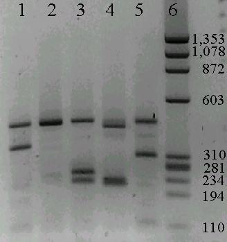A2a. HPV DNA Full Genotyping RFLP Κατεργασία MY-PCR προϊόντος με περιοριστικές ενδονουκλεάσες HPV 16 HPV 58