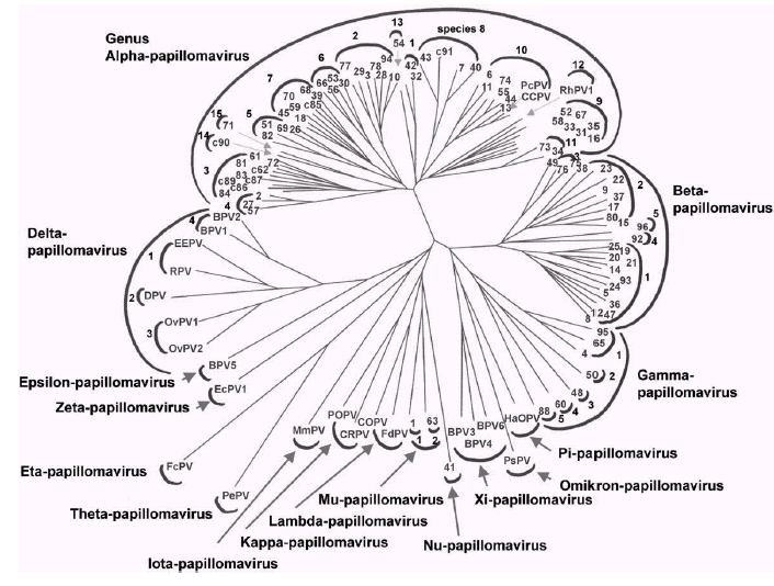 Ταξινόμηση HPV Οικογένεια: Papovaviridae, 16 γένη (α-π), πολλά είδη (species) και τύποι/υπότυποι/παραλλαγές L1, LCR, E6- based HPV εξέλιξη παράλληλη του ανθρώπου Χαμηλό ποσοστό μετάλλαξης De Villiers