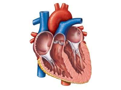 Καρδιακή Παροχή ΚΛΟΑ = όγκος παλμού x καρδιακή συχνότητα Όγκος παλμού =