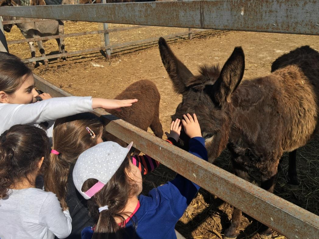 ΕΠΙΣΚΕΨΗ ΣΤΟ GOLDEN DONKEYS FARM Επίσκεψη και παρακολούθηση προγράμματος για