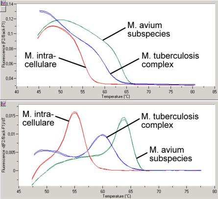 Εικ. 11: Διαφοροποίηση μεταξύ του συμπλέγματος M. tuberculosis και M.