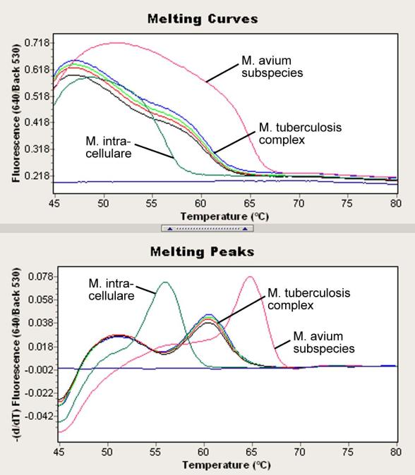 Εικ. 15: Διαφοροποίηση μεταξύ του συμπλέγματος M. tuberculosis και M.