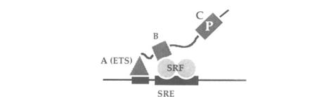 Α. Β. Εικόνα Ε.8: Δομή των TCF παραγόντων (Α) και σύμπλοκο TCF-SRF-DNA (B).