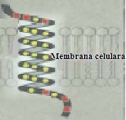 Localizarea aminoacizilor nepolari în proteine Hidrosolubile Membranare Aminoacizii nepolari formează miezul