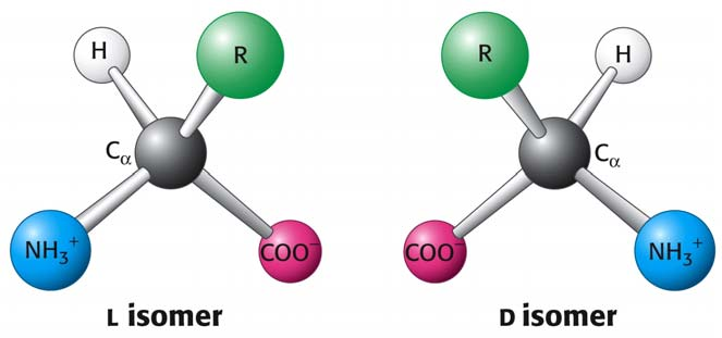 Aminoacizi Proprietăţi optice Toţi aminoacizii (cu exceptia Gly) au cel puţin un centru asimetric (carbon cu 4 substituenţi diferiţi) = carbonul α Carbonul α = chiral sau optic activ