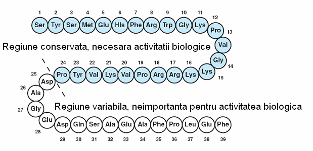 ACTH- Structura Fragment 1 (Aa 1-4) = interacţionează cu receptorii melanofori Fragment 2 (Aa 5-10 = măreste activitatea fragmentului 1 de 1000x Fragment 3 (Aa 11-14) = măreste activitatea