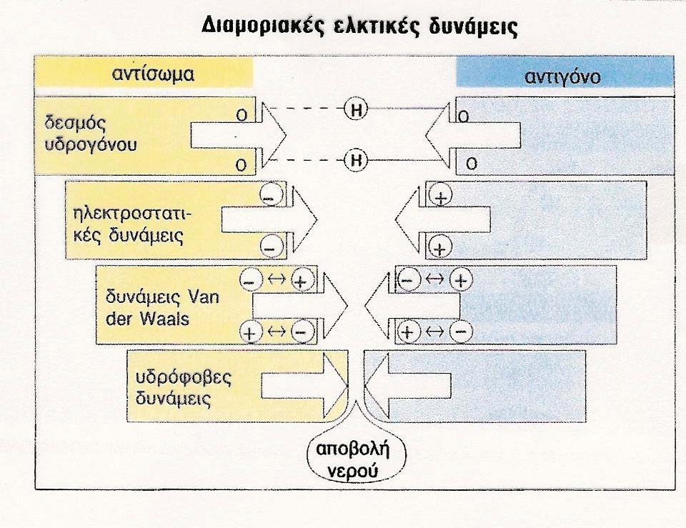 υνάµεις έλξης Ab-Ag