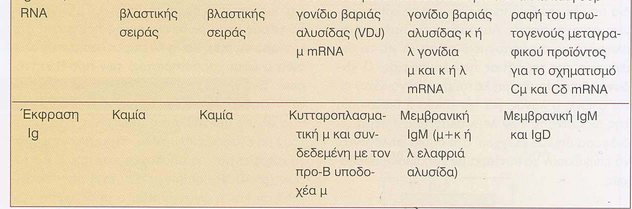 Τα στάδια ωρίµανσης και