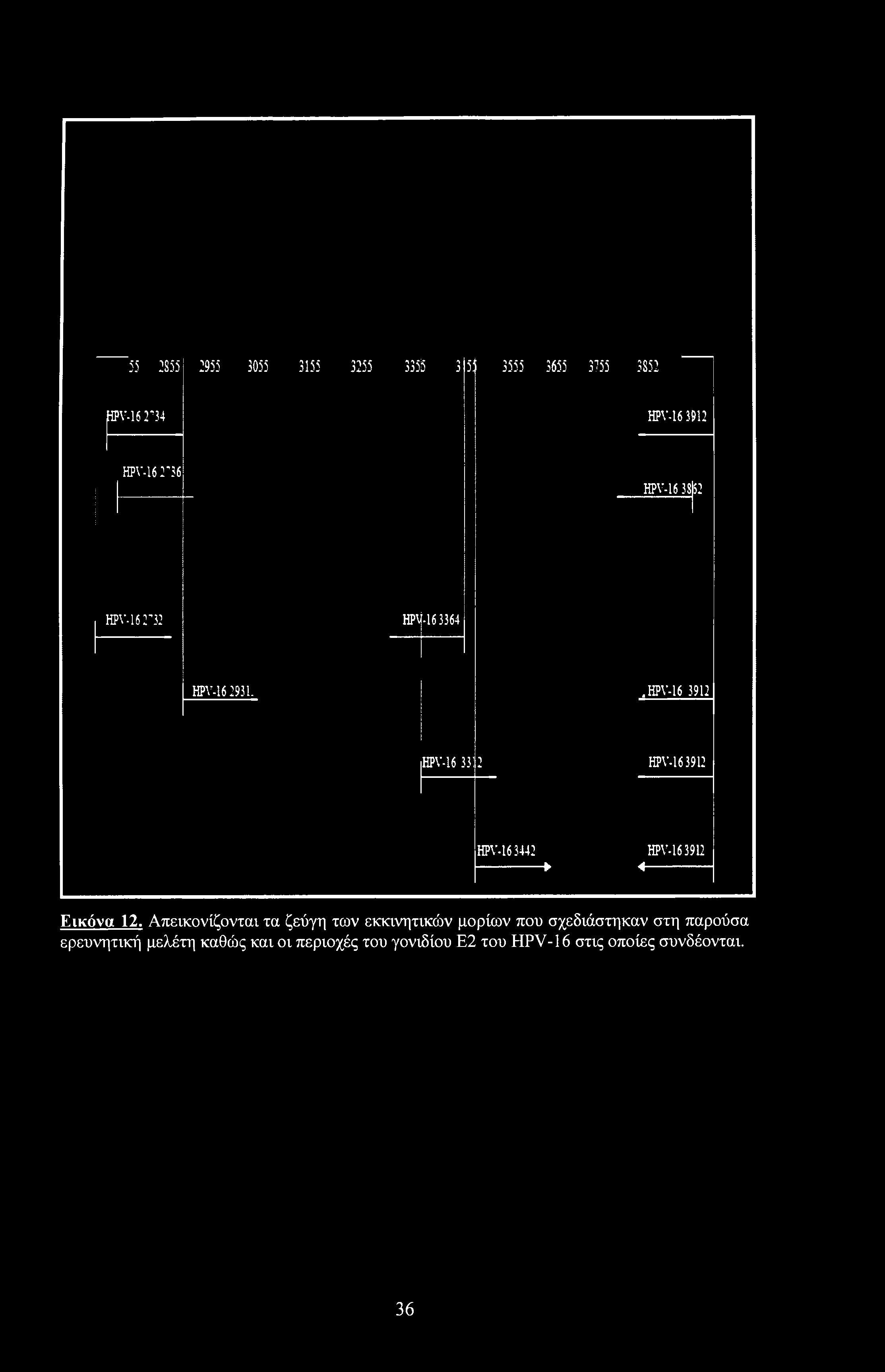 55 2855 2955 3055 3155 3255 3355 3 55 3555 3655 3755 3852 HPV-16 2 34 HPV-16 3912 HPV-16 2736 HPV-16 3852 HPV-16 2732 HPV163364 HPV-16 293 L.