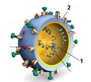Štruktúra nebunkových organizmov. Vírusy 1. V akých jednotkách sa udáva veľkosť vírusov? a) v milimetroch b) v nanometroch c) v mikrometroch 2. Aké organizmy sú vírusy?