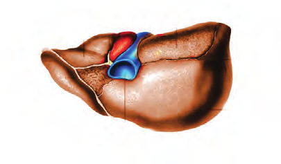 132. Označte pravdivé tvrdenie/a o aorte. a) Je súčasťou pľúcneho krvného obehu. b) Je najväčšou žilou cievnej sústavy človeka. c) Vychádza z ľavej komory.