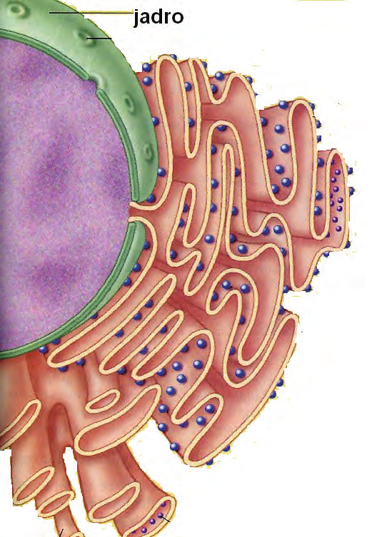 36. Ktorá bunková organela je opísaná v texte? Je to najrozsiahlejšia membránová organela bunky. Labyrint vzájomne prepojených membránových váčkov a rúrok.... 37.