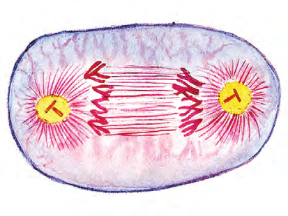 60. Z čoho je zložené mitotické vretienko? a) z intermediárnych filamentov b) z mikrotubulov c) z mikrofilamentov d) z aktínových a myozínových vláken 61. Na čo sa upínajú vlákna deliaceho vretienka?