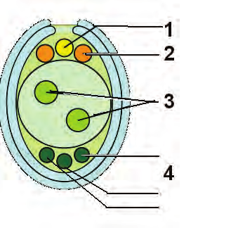 39. Na obrázku je schéma zárodočného mieška rastlín. Pomenujte označené časti. 1... 2... 3... 4... 40. Vnútri peľnice vznikajú haploidné mikrospóry. Na ktoré dve bunky sa mitoticky delí mikrospóra? 1... 2... 41.