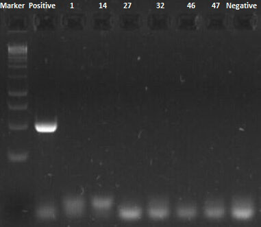 -. 2014.. 207 (, Dothistroma needle blight redband needle blight).,, [2, 8, 9, 12]. 100, - 2005 [2, 12]., - [8, 9, 12]., - D. pini. D. septosporum (. 1)., ositive ( - ), negative ( ).,, (55,8 61,7 %?