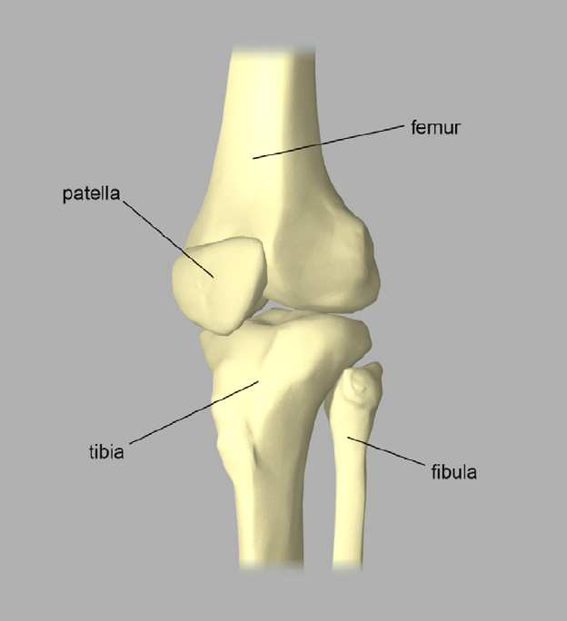 1.2 Οστά Τα οστά που εμπλέκονται στην άρθρωση του γόνατος είναι το μηριαίο οστό (femur / thigh bone), η κνήμη (tibia), η επιγονατίδα (patella) και, σε μικρότερο βαθμό, η περόνη (fibula) (Σχ 1.1).