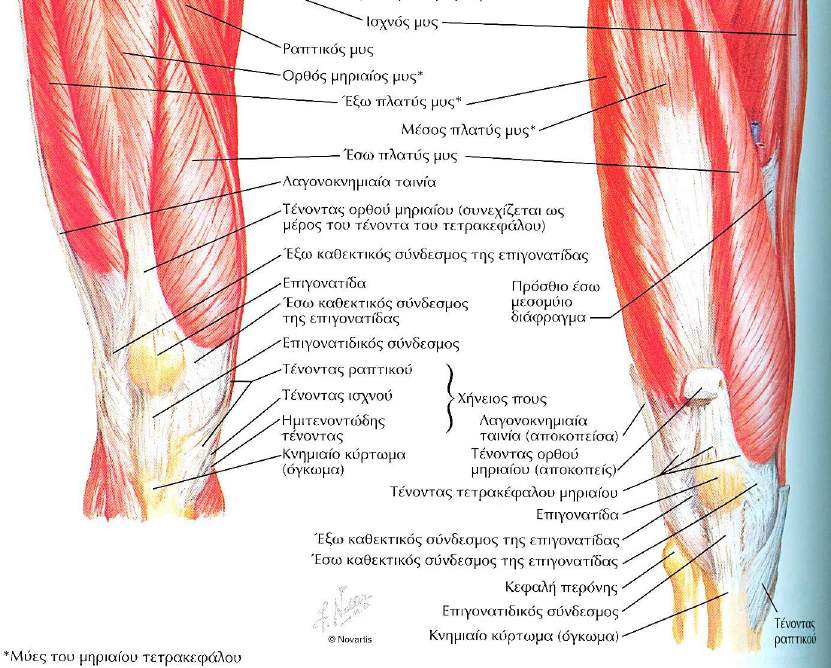 του στο ότι σχηματίζεται από τέσσερις μυϊκές γαστέρες, τον έσω, το μέσο και τον έξω πλατύ μυν, καθώς και τον ορθό μηριαίο μυν που ευρίσκεται προσθίως του μέσου πλατέος.