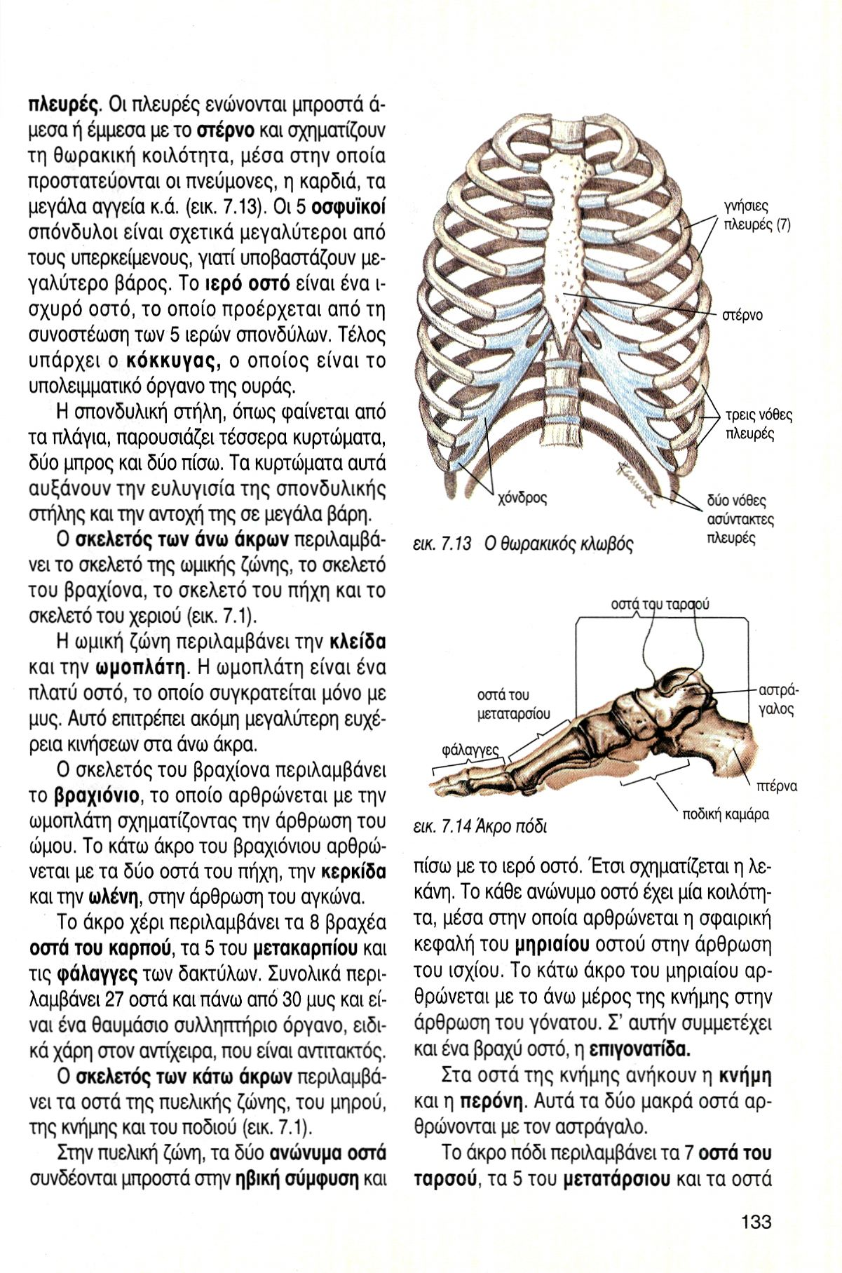 πλευρές. Οι πλευρές ενώνονται μπροστά ά- μεσα ή έμμεσα με το στέρνο και σχηματίζουν τη θωρακική κοιλότητα, μέσα στην οποία προστατεύονται οι πνεύμονες, η καρδιά, τα μεγάλα αγγεία κ.ά. (εικ. 7.13).