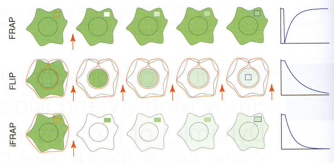 Τεχνικές Photobleaching σε ζωντανά κύτταρα: FRAP (Fluorescence Recovery After Photobleaching) ifrap (inverse