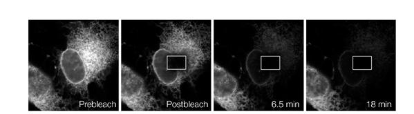 FLIP (Fluorescence Loss In Photobleaching) Επαναλαμβανόμενη διέγερση της περιοχής, άρα και εξαφάνιση του φθορισμού