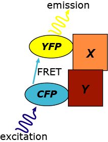 Είδη FRET πειραμάτων Ενδομοριακές