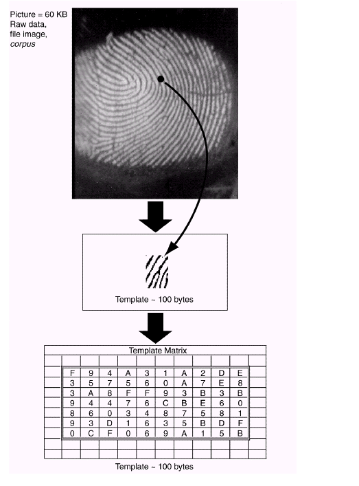 Εικόνα 5: Παράδειγμα σχηματισμού ενός προτύπου από ένα δακτυλικό αποτύπωμα Η συσκευή χρησιμοποιεί έναν ιδιαίτερο αλγόριθμο για να εξάγει χαρακτηριστικά κατάλληλα από το βιομετρικό δείγμα.