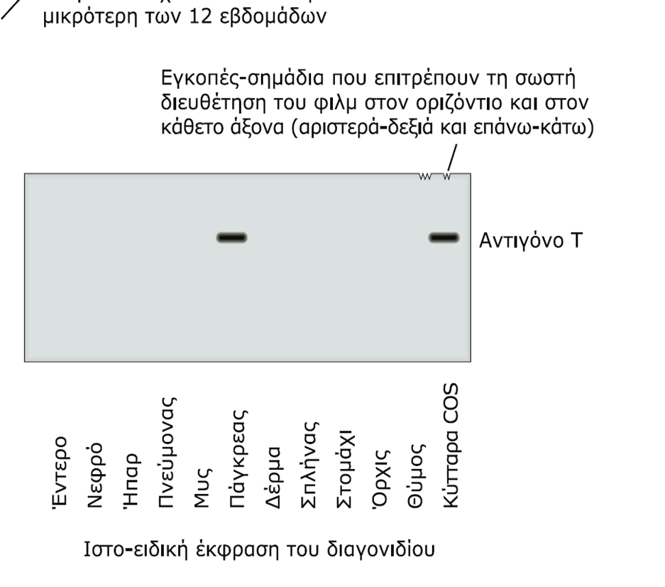 Βασική