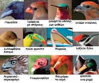 ΠΤΗΝΑ Το χαρακτηριστικό γνώρισμα των πτηνών είναι το πτέρωμα, τα φτερά που σκεπάζουν όλο το σώμα τους.