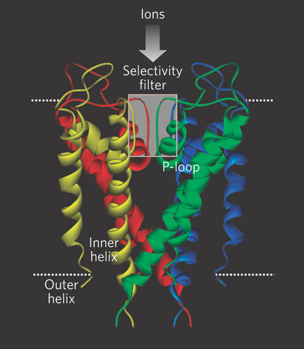 Figure 2 : The four subunits of the channel are shown in different colors. They surround a central pore, guarded by the selectivity filter made up of the P-loops from each of the subunits.