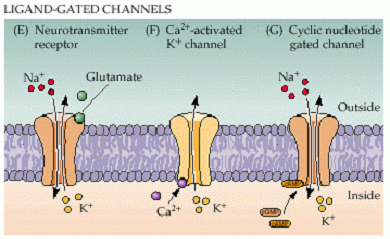 Χηµειοεξαρτώµενοι ιοντικοί δίαυλοι Figure 15-16a Molecular