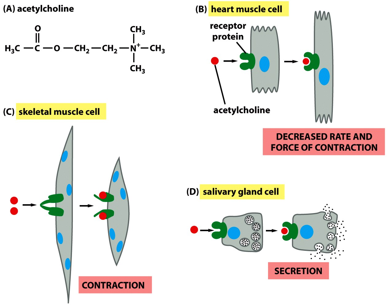 Figure 15-9 Molecular Biology of the Cell (